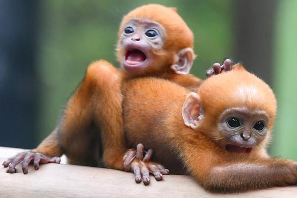 The government announced tax incentives for companies investing in renewable energy