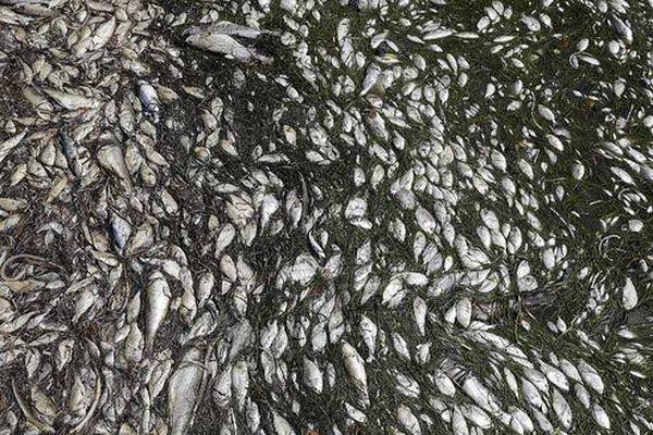 The local zoo announced the arrival of a new animal from a conservation program