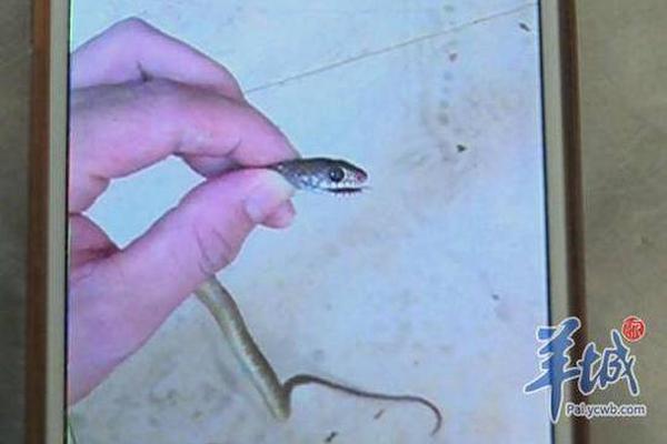 A wildlife sanctuary rescued a rare bird