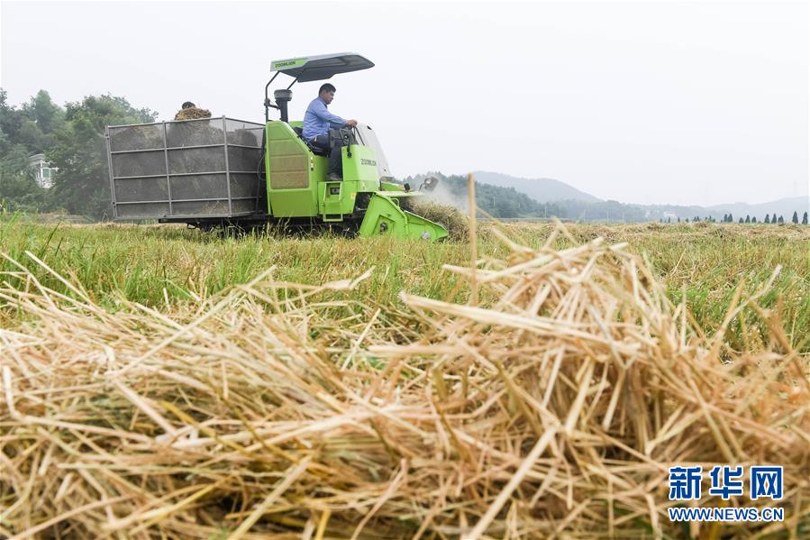 A community garden donated 100 pounds of green beans to a local food bank