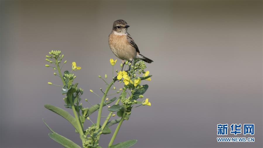 The government passed a law to protect endangered sea turtles from habitat loss