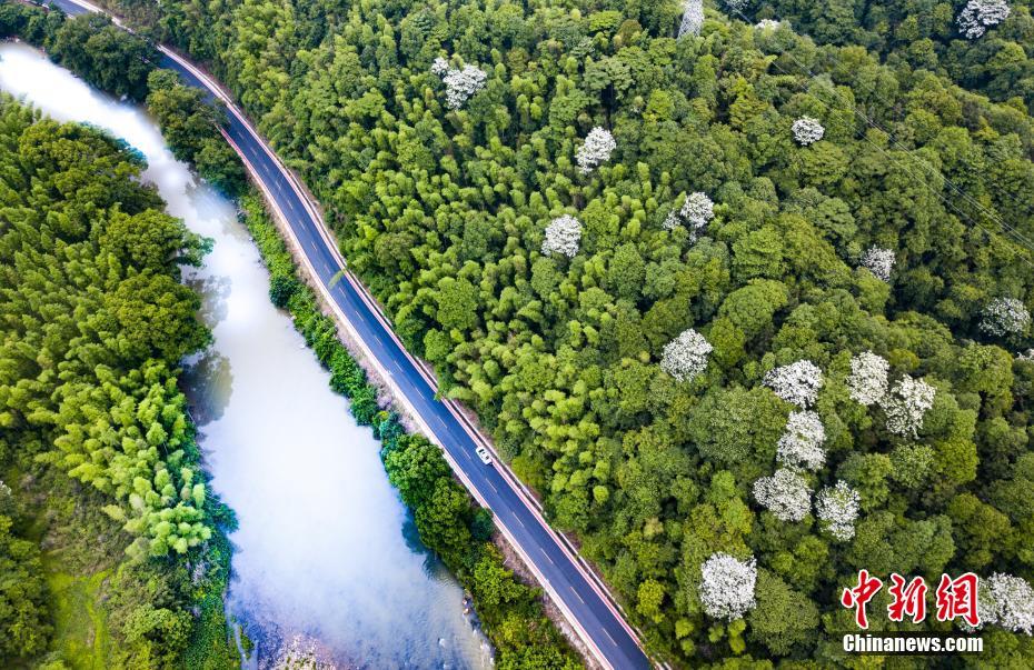 Researchers found that spending time in forests lowers blood pressure in adults