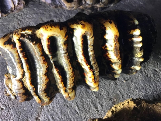 Volleyball tournament features teams from 25 colleges competing for championship