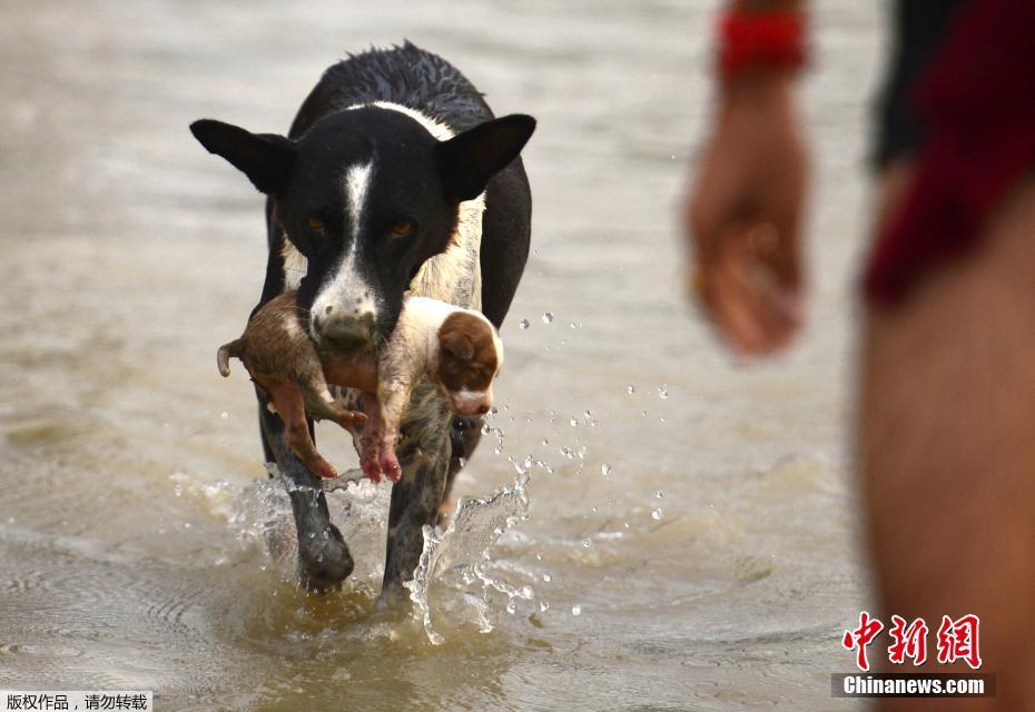 A grocery store chain started selling pre-made healthy meal kits for busy families