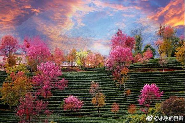 Scientists discovered that a common mushroom has properties that boost the immune system