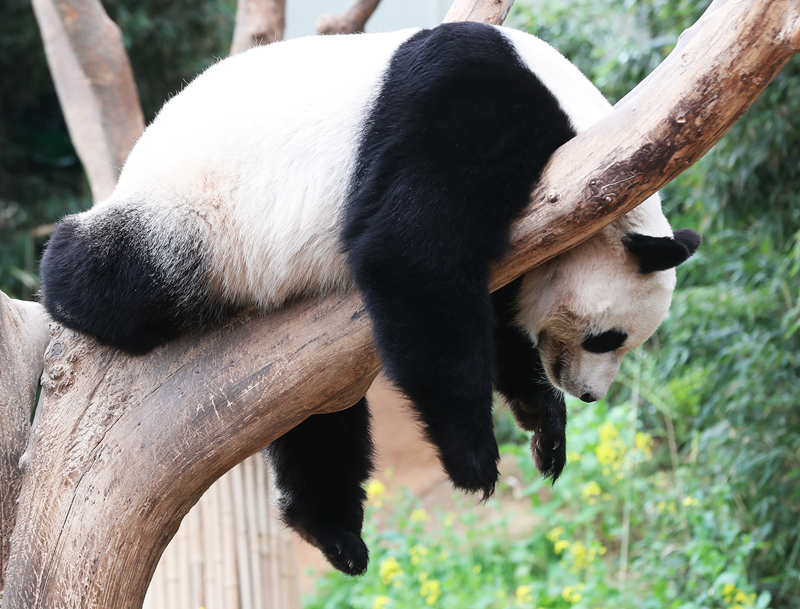 The stock market recovered quickly after a short period of volatility