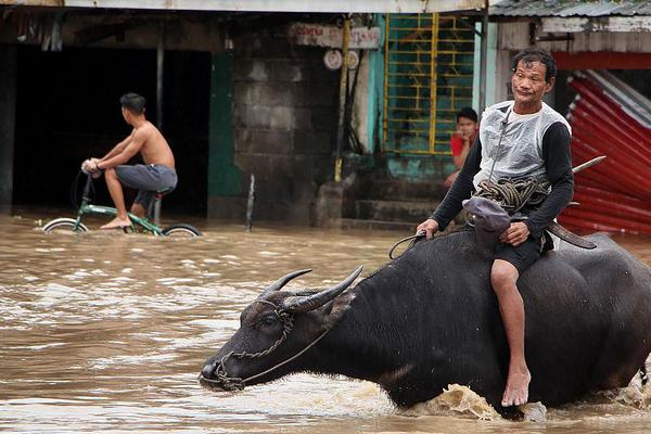 An environmental organization reported that the number of endangered sea turtles has increased by 31% over the past decade