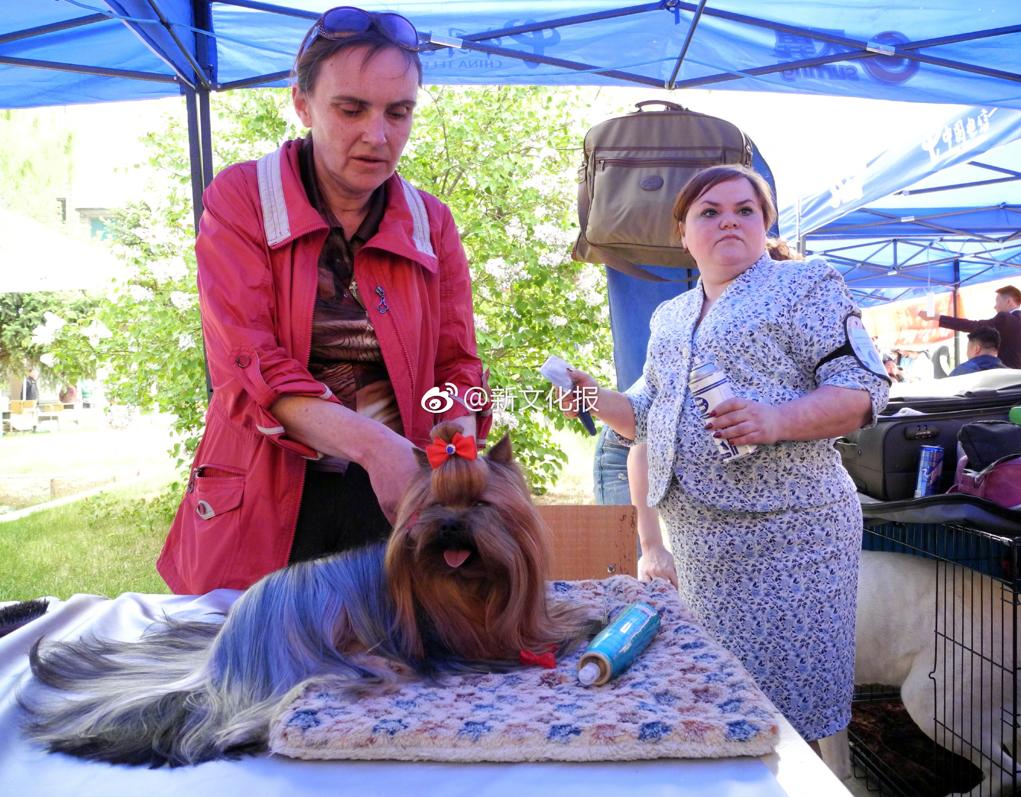 Track and field athletes win medals at regional championship