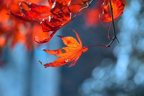 A golfer won a tournament by three strokes after a strong final round