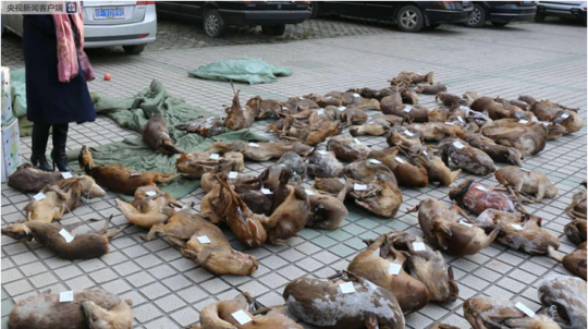 A clothing store launched an online website