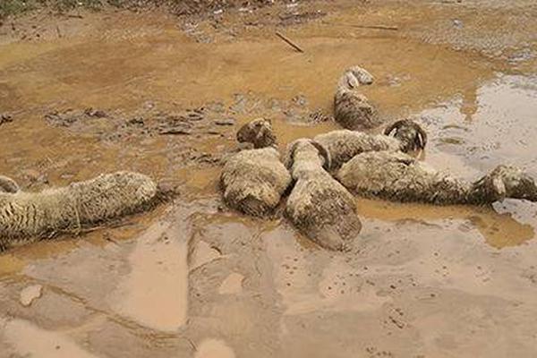 A group of environmental activists organized a peaceful protest in the capital, calling for stricter laws to protect endangered species.