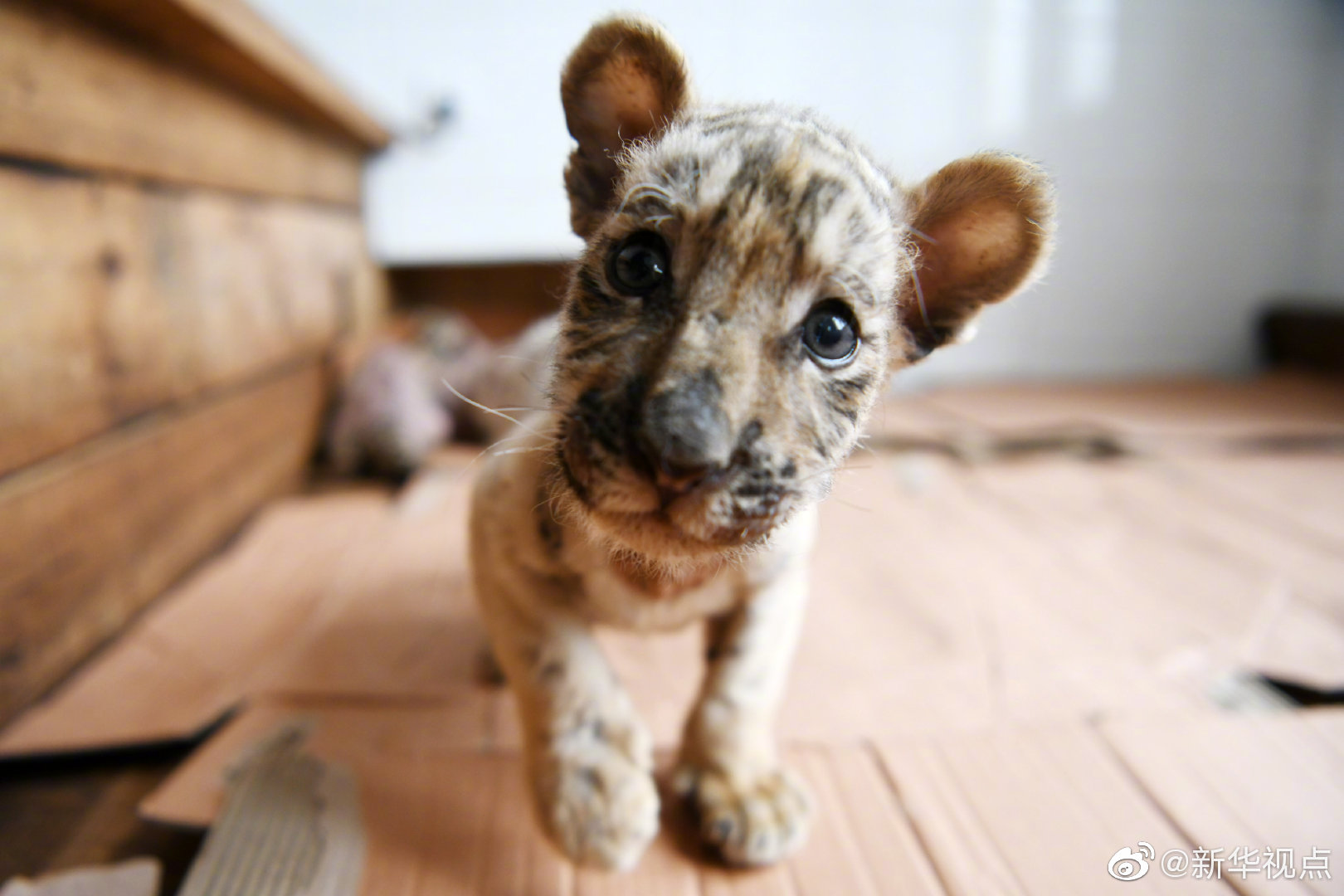 A tech company unveiled a new laptop with a flexible screen