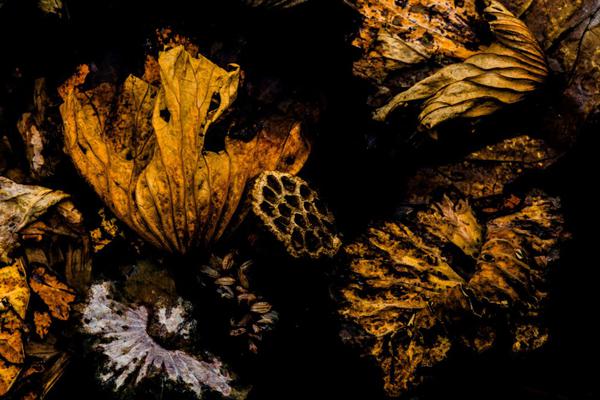 The local theater company announced it will perform a modern adaptation of a Shakespeare play