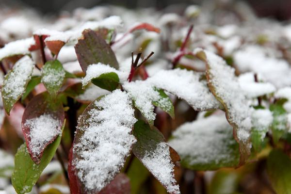 Astronomers observed a rare celestial event, as a comet passed close to Earth for the first time in 200 years.