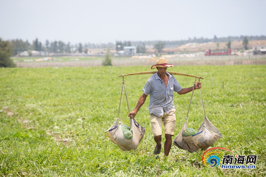 A severe hailstorm damaged crops and vehicles in a farming community leading to significant losses