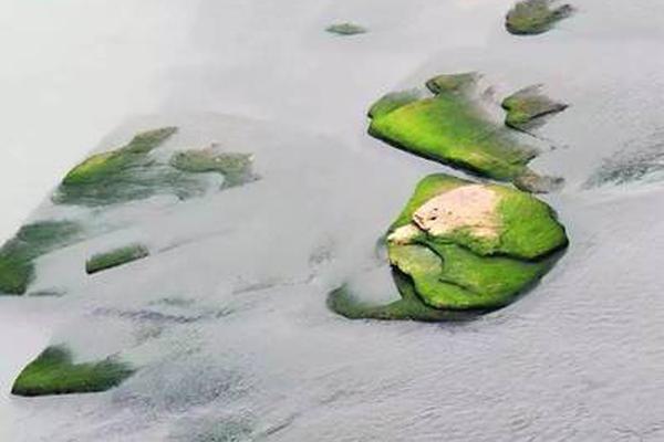 A new zoo exhibit opened featuring rare primate species from the rainforests of Africa