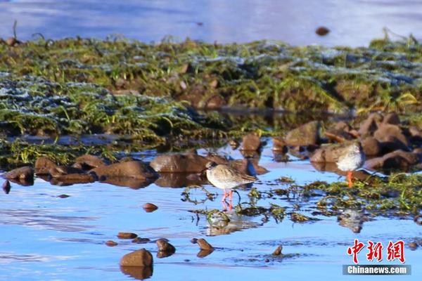 A community garden hosted a
