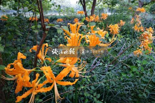 Music festival announces lineup including indie bands and Grammy-winning artists