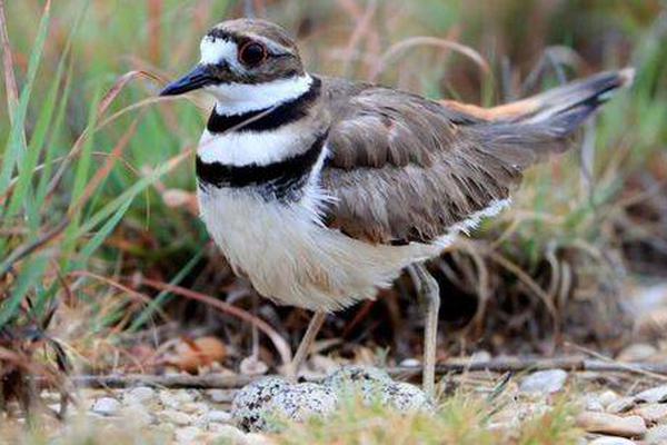 Researchers discovered a new species of fish in a deep-sea vent off the coast of Australia