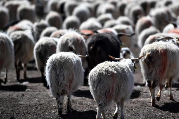 The city announced plans to repave 50 miles of roads and repair potholes