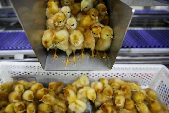 Biologists develop new method to protect honeybees from pesticides