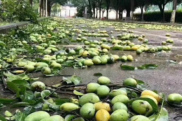 The public transit system added 25 new wheelchair-accessible buses to its fleet