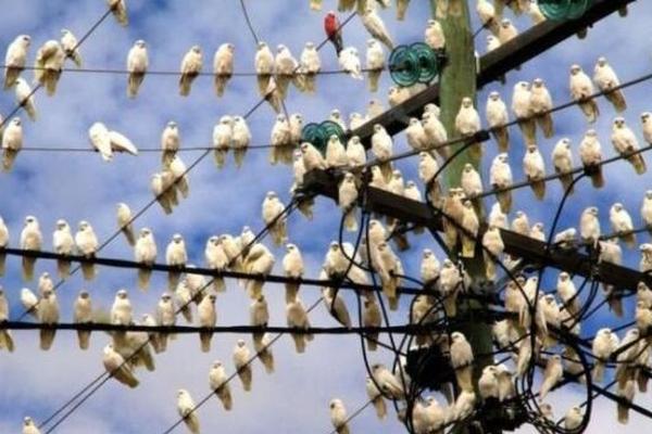 Photography exhibit featuring wildlife from African savannas opens downtown
