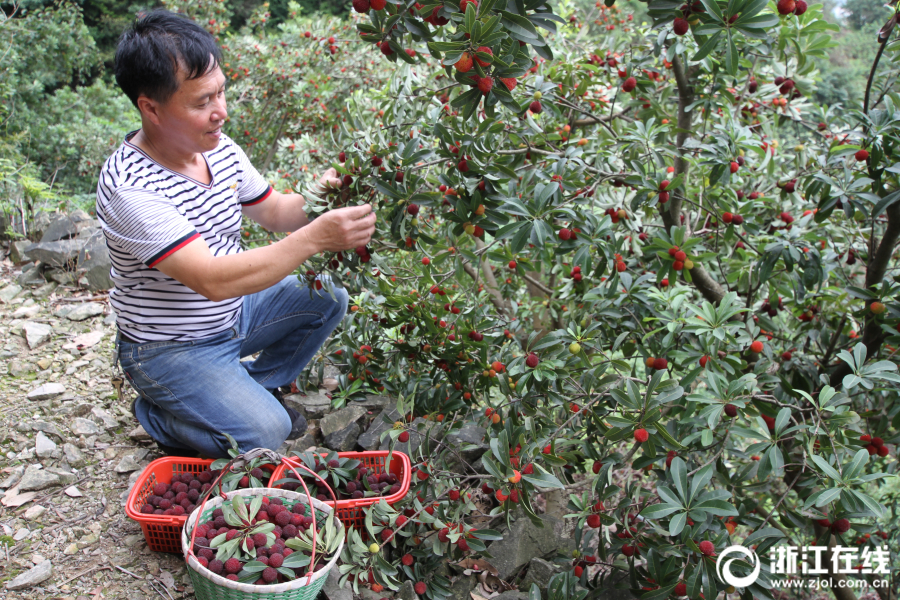 Local farmers reported a 25% increase in tomato yields due to a new organic fertilizer
