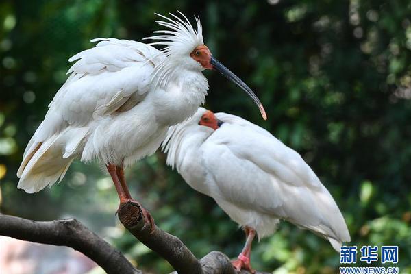 A popular fashion brand collaborated with a celebrity to create a limited-edition collection