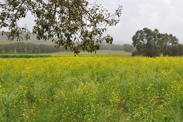 A team of marine biologists tagged dolphins to study their migration patterns