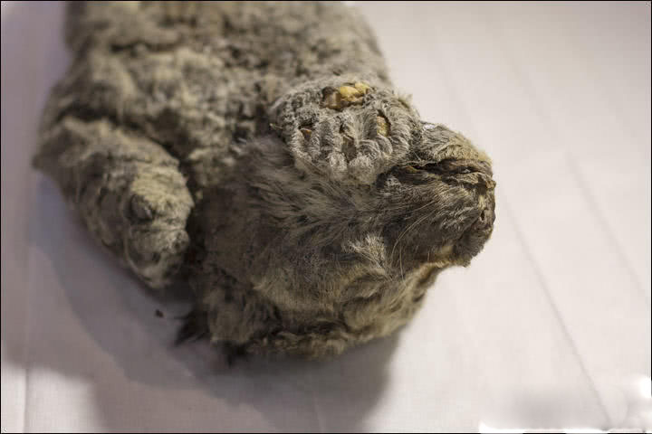 The national rugby team announced a new captain for the upcoming season