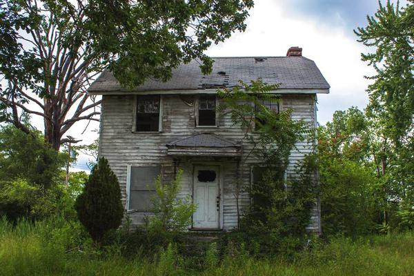 Scientists discovered a new species of bird in a tropical rainforest with unique plumage