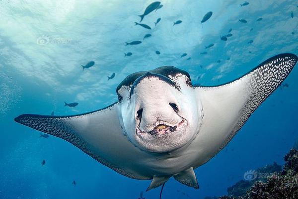 Local authorities announced a ban on single-use plastic bags in all retail stores starting next month