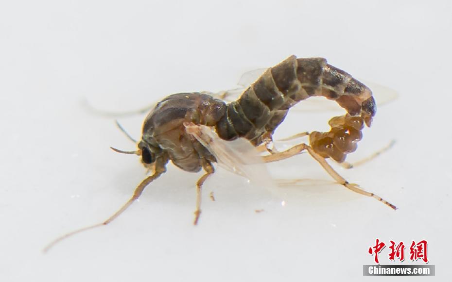 Local authorities reported a 19% drop in crime rates over the past eight months citing enhanced community policing