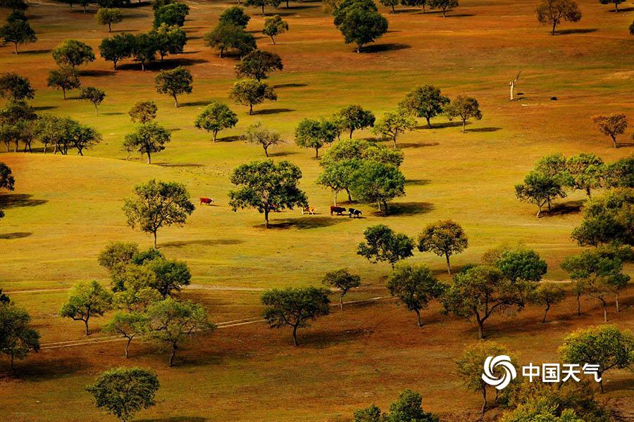 Scientists have discovered a new species of marine life living in the deep sea trenches