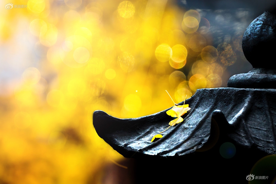 The local community organized a fundraiser to support a local animal shelter