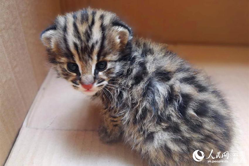 A tech company partnered with a university to develop AI tools for medical research