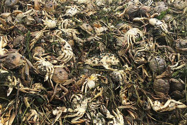 Scientists developed a safe method to recycle electronic waste