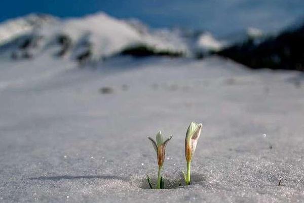 A wildlife conservation group worked with local communities to protect forest habitats from deforestation