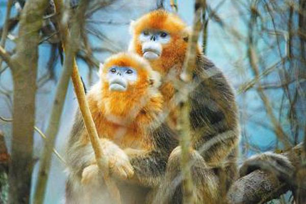 A community organized a 