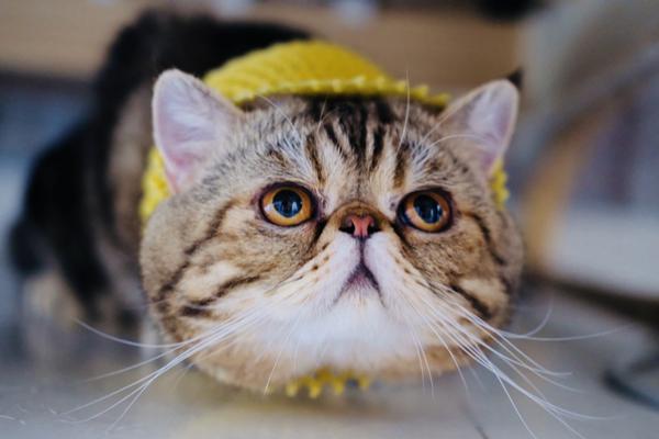 A city expanded its bike-sharing program to include electric bikes for longer trips