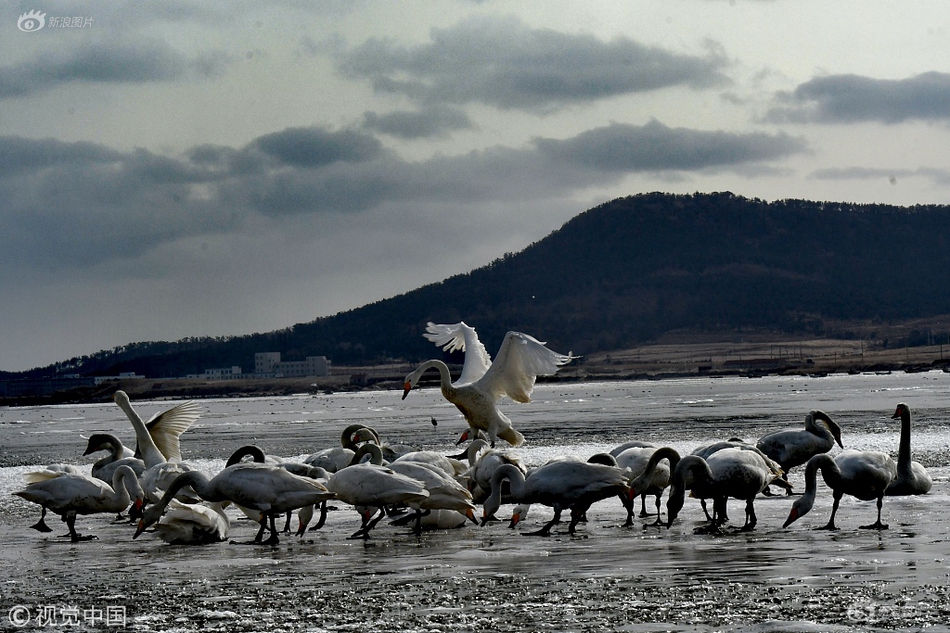 A pet store started offering pet grooming packages that include baths, haircuts, and nail trims